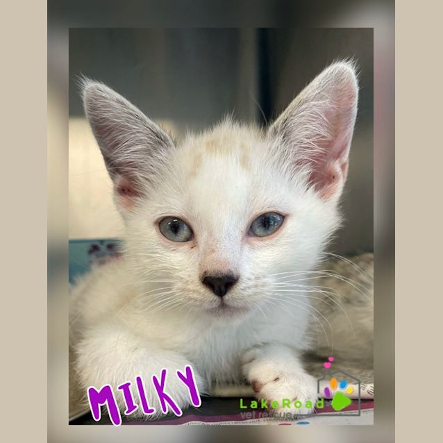 Photo of Milky