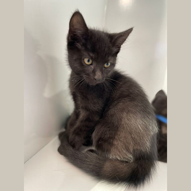 Photo of Muffin