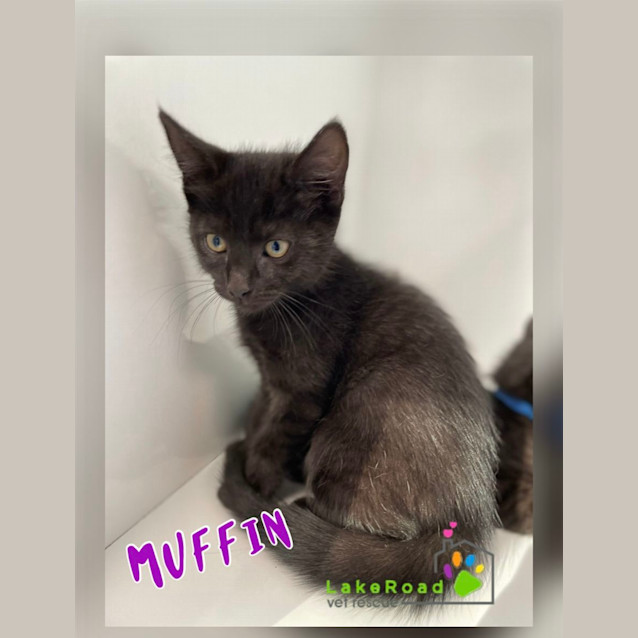 Photo of Muffin