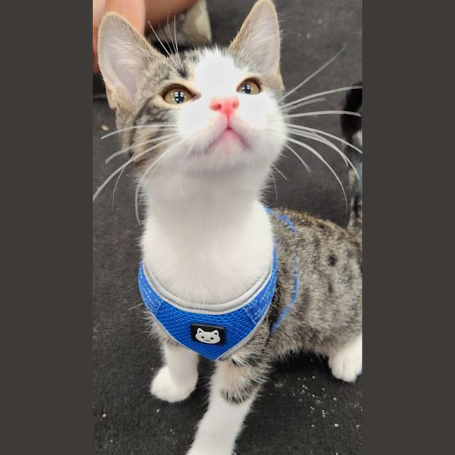 Photo of Coffee Bean