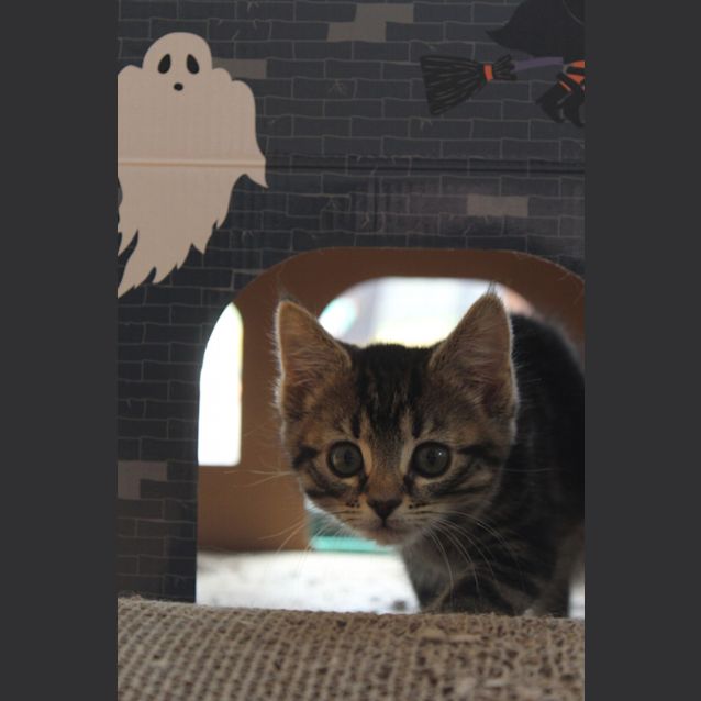 Photo of Sassy