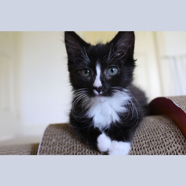 Photo of Whiskers