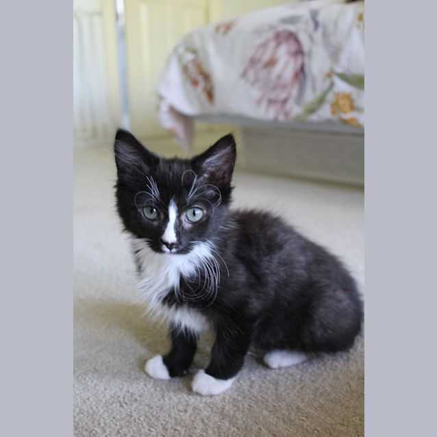 Photo of Whiskers