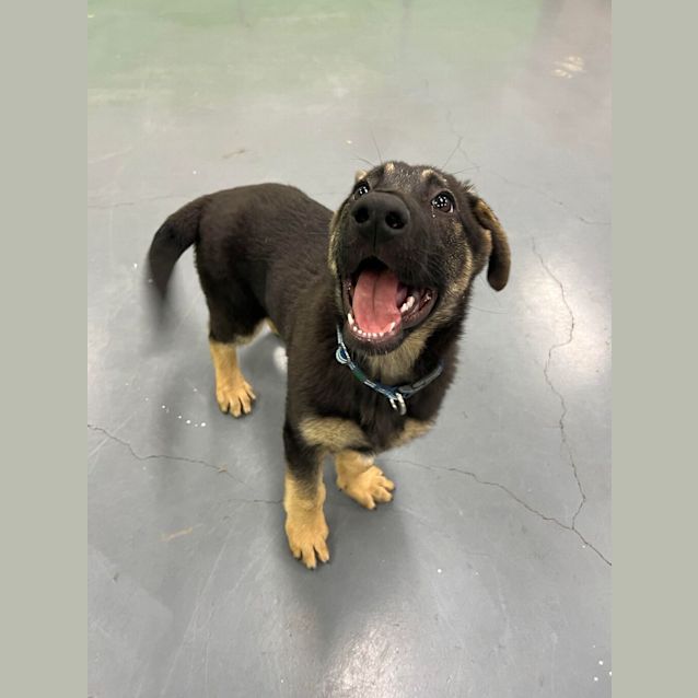 Photo of Arlo
