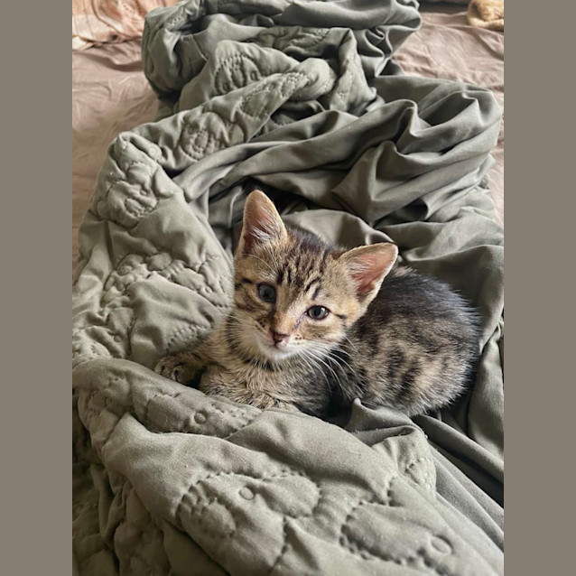 Photo of Felix