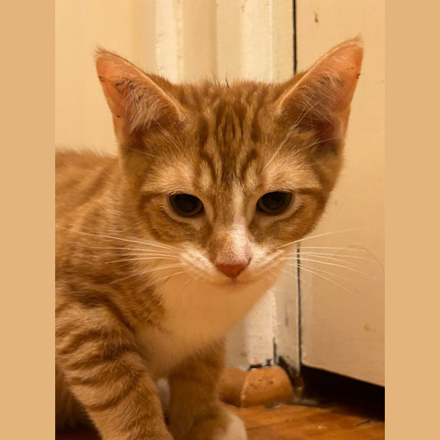 Photo of Marmalade 