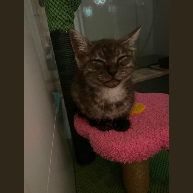 Photo of Tinsel