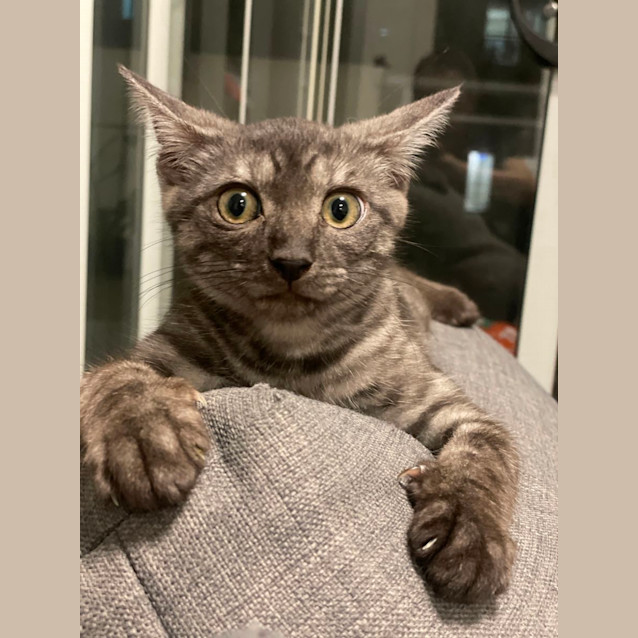 Photo of Tinsel