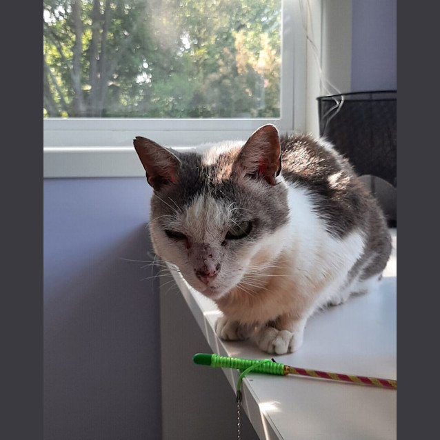 Photo of Oscar