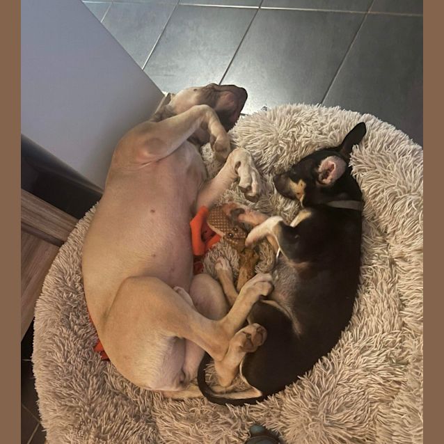 Photo of Daffie