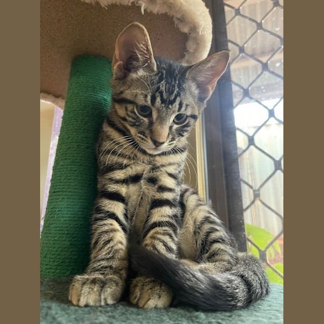 Photo of Lupin