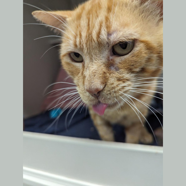 Photo of Cheeseball