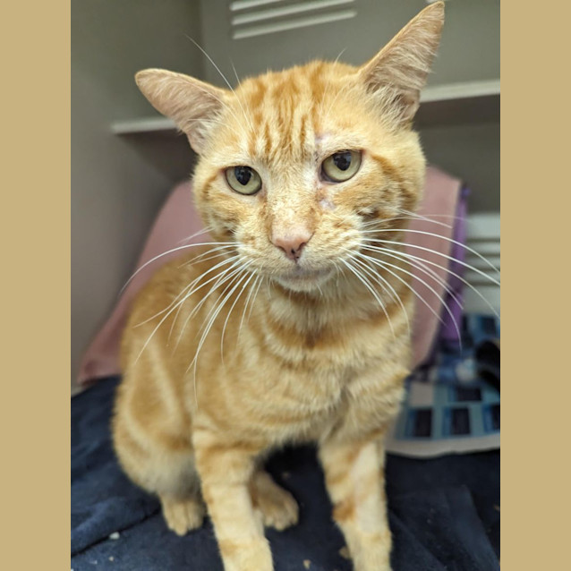 Photo of Cheeseball