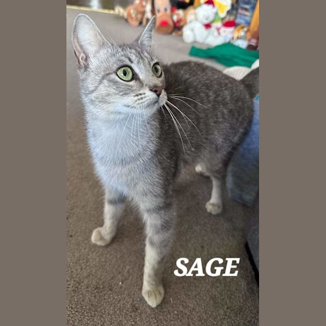 Photo of Sage