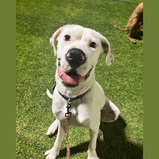 Photo of Sweetie