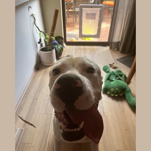 Photo of Sweetie