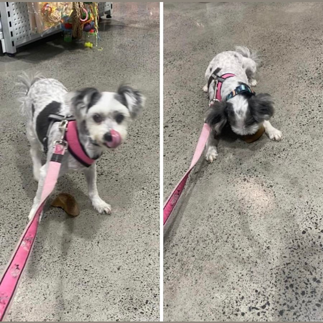 Photo of Biddi 