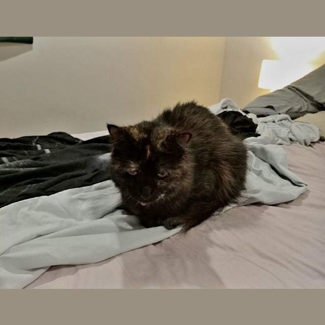 Photo of Tinkerbell