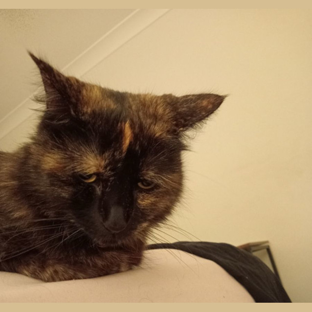 Photo of Tinkerbell