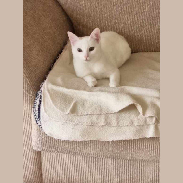 Photo of Cotton