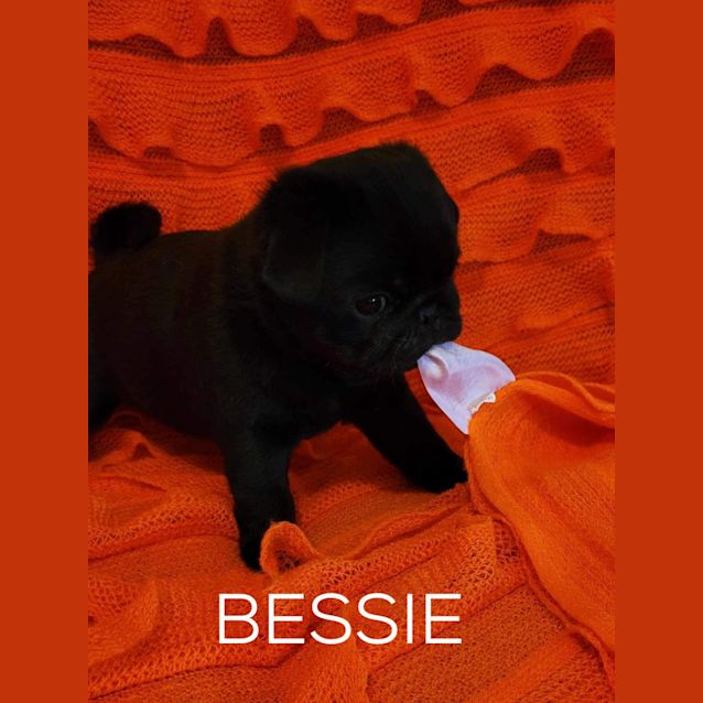 Photo of Bessie