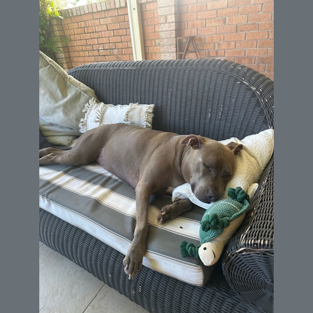 Photo of Willow *$250 Adoption Fee*