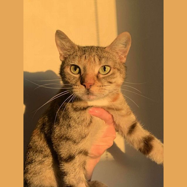 Photo of ✨ Buffy ✨