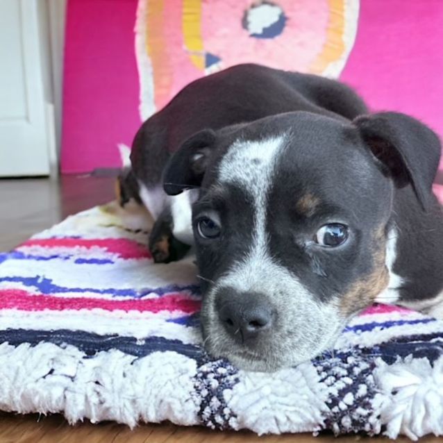 Photo of Melva   8 Week Old Staffy X Cattle Dog (Trial)