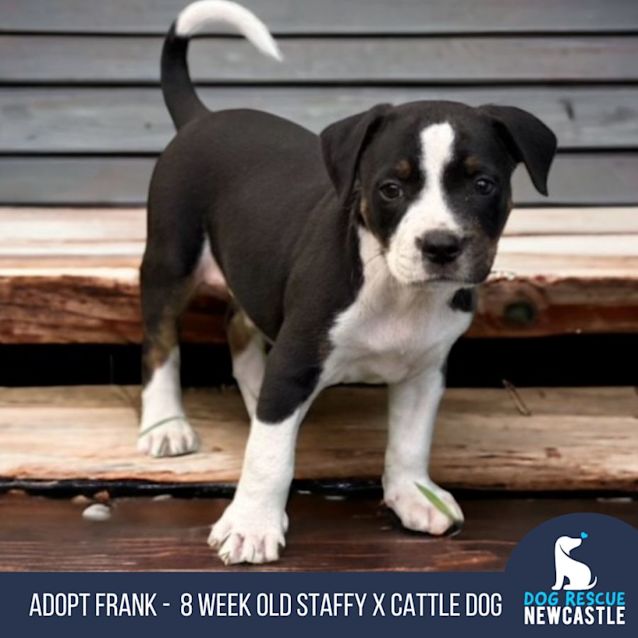 Photo of Frank   8 Week Old Staffy X Cattle Dog (Trial)