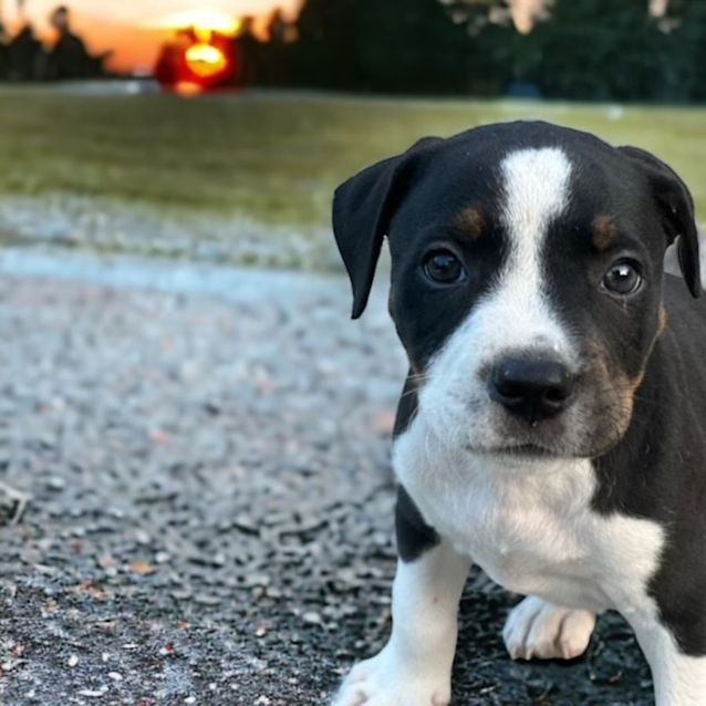 Photo of Frank   8 Week Old Staffy X Cattle Dog (Trial)