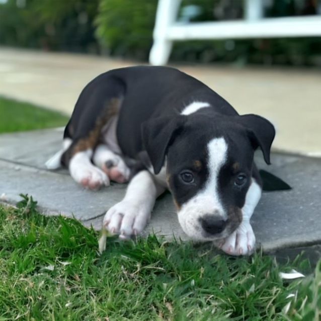 Photo of Frank   8 Week Old Staffy X Cattle Dog (Trial)