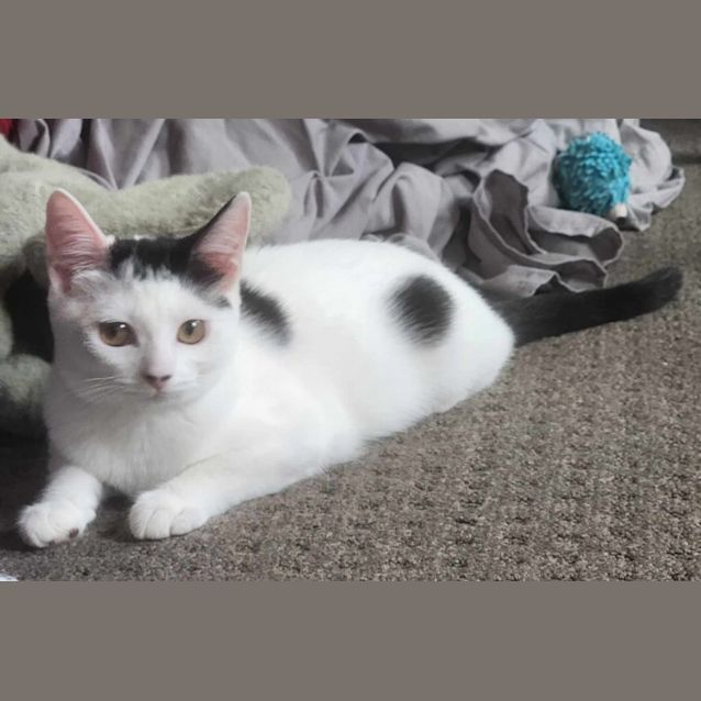 Photo of Gertie   Located In Preston