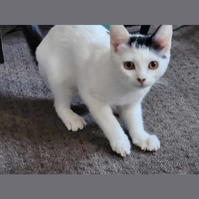 Photo of Gertie   Located In Preston