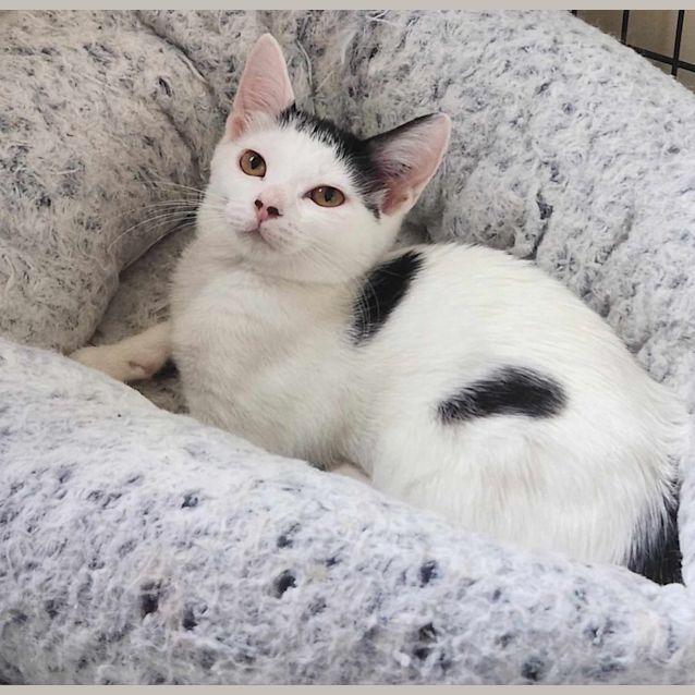 Photo of Gertie   Located In Preston