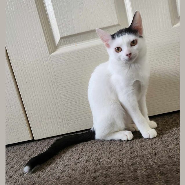 Photo of Gertie   Located In Preston