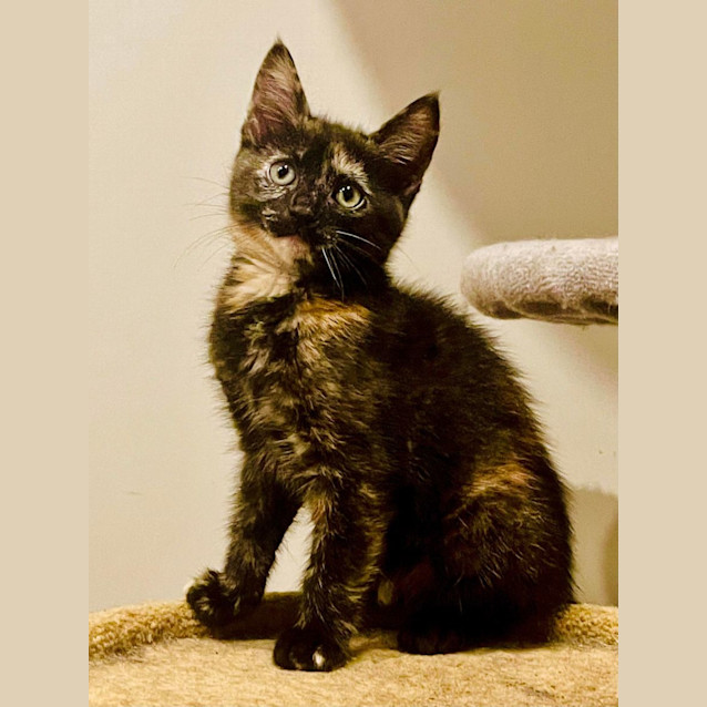 Photo of Imogen   Located In Westmeadows