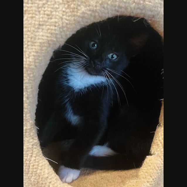 Photo of Inigo   Located In Preston 