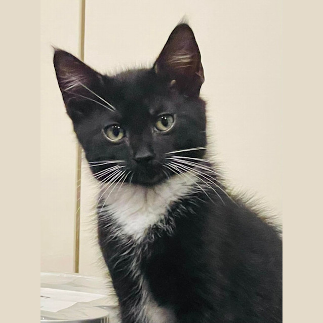 Photo of Inigo   Located In Preston 