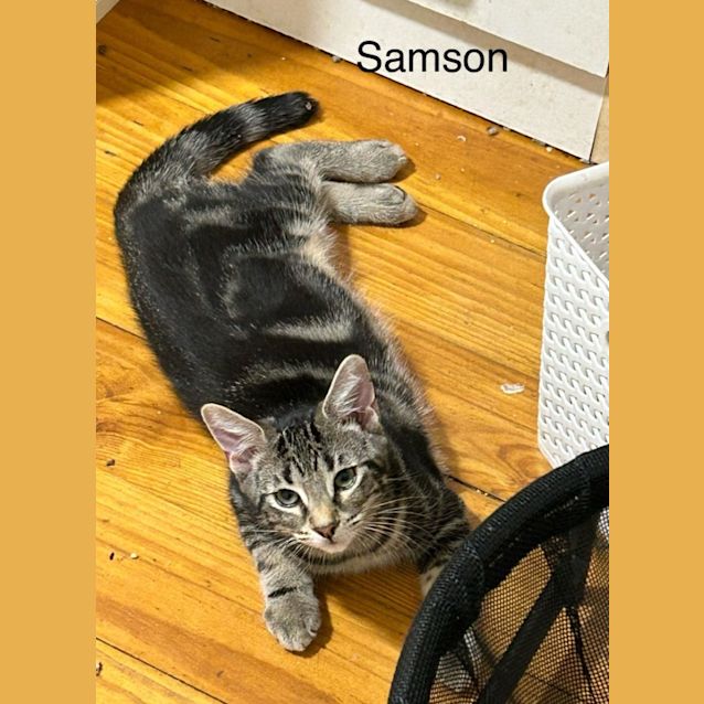 Photo of Samson