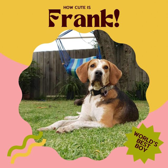 Photo of 🐶Frank!🐶
