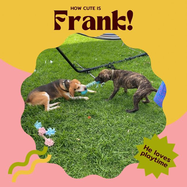 Photo of 🐶Frank!🐶