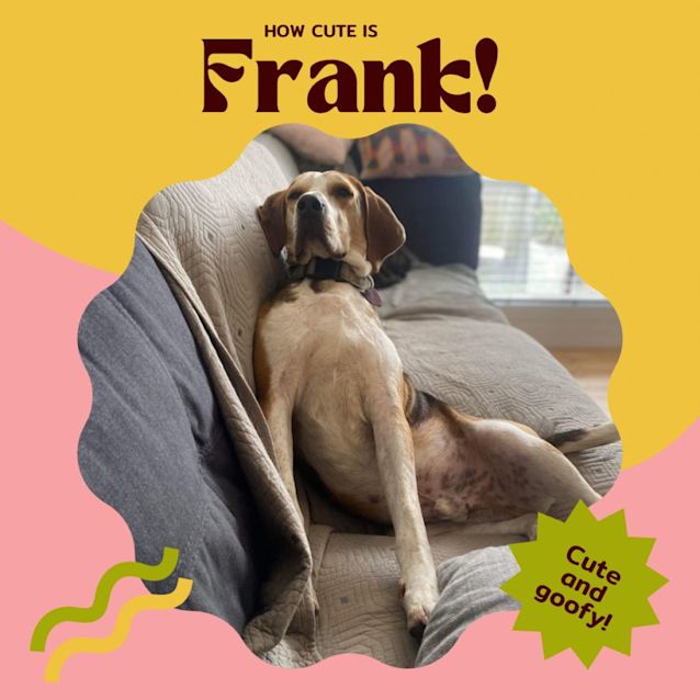 Photo of 🐶Frank!🐶
