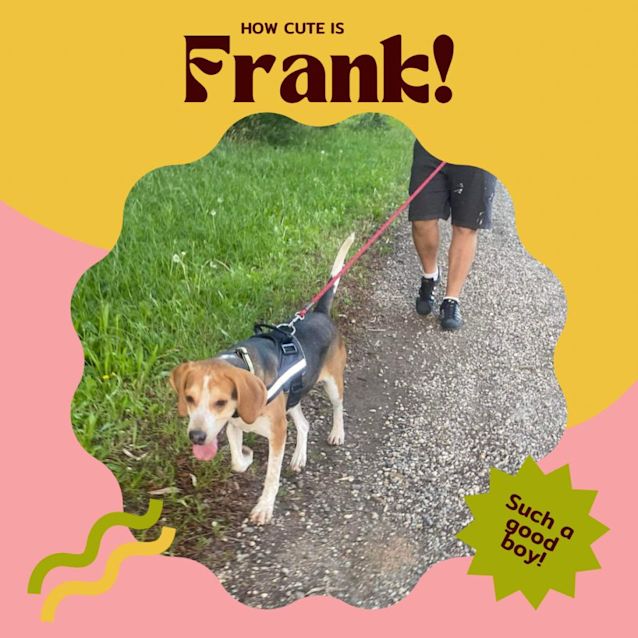 Photo of 🐶Frank!🐶