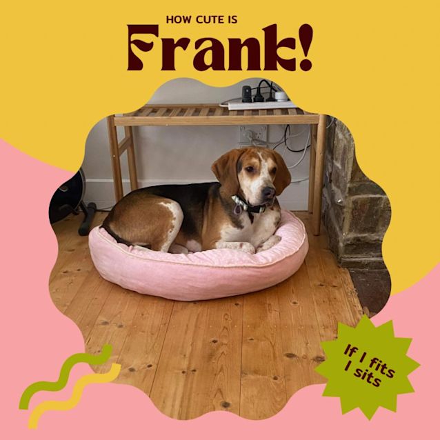 Photo of 🐶Frank!🐶