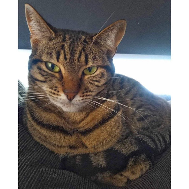 Photo of 3294   Lotti