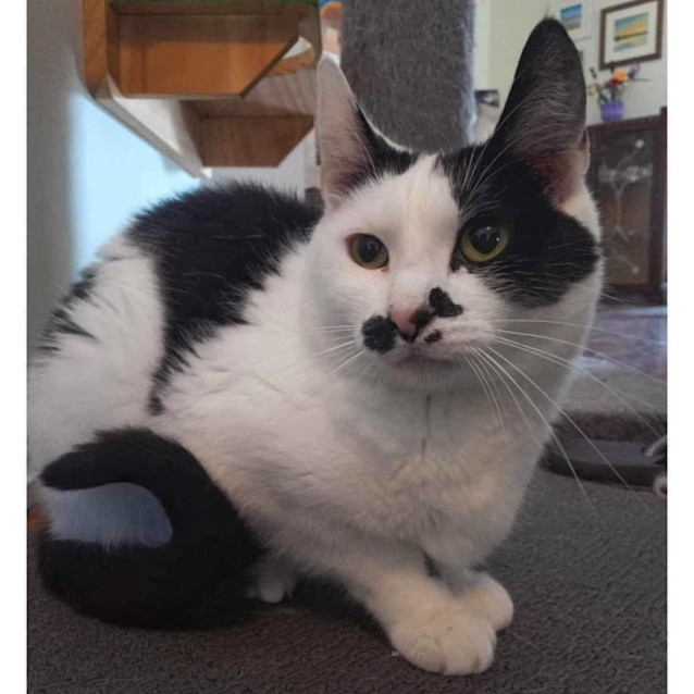 Photo of 5187   Misty