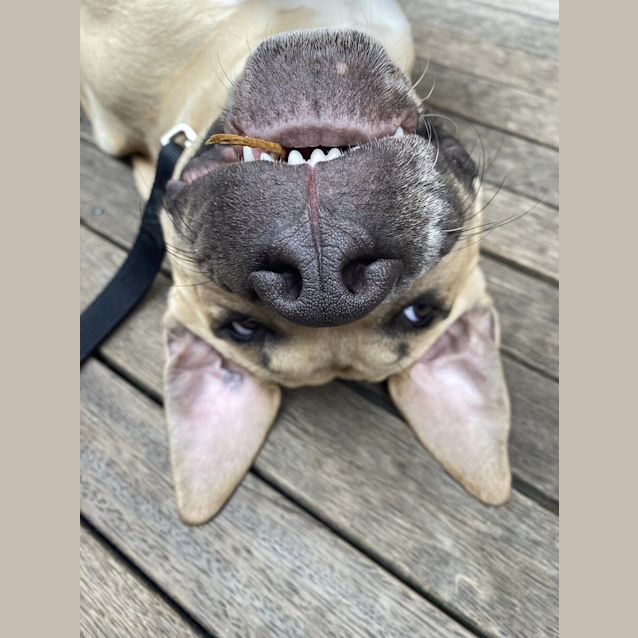 Photo of Bruno