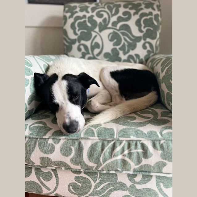Photo of Charlie   22 Month Old Border Collie X (Trial)