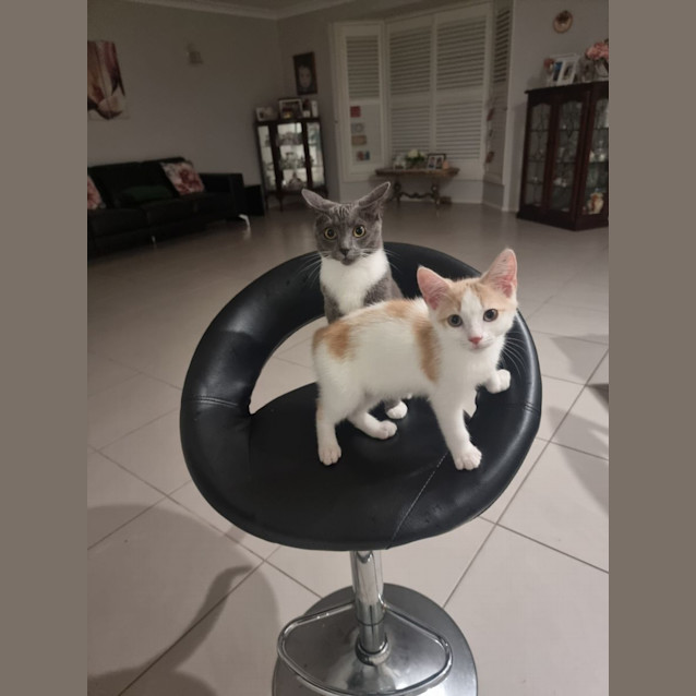 Photo of Cookie (Monster)