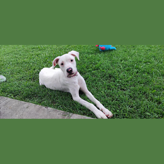 Photo of Chica